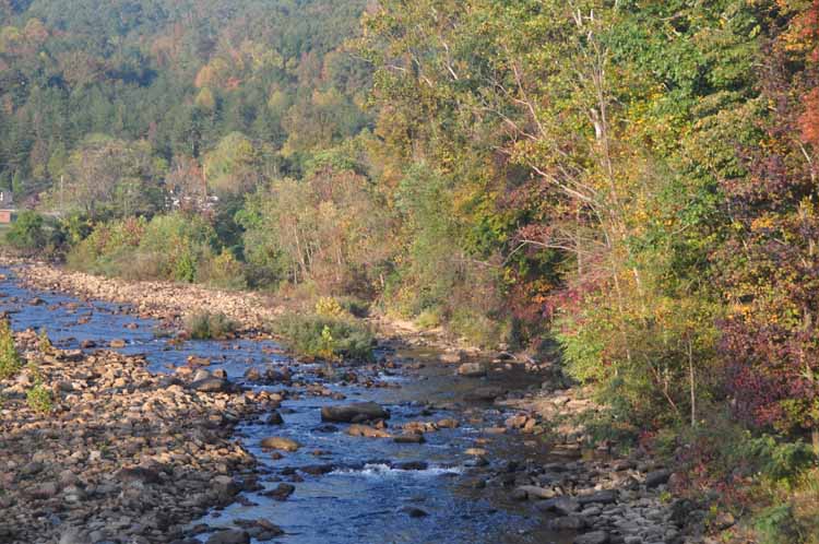 stream and fall trees